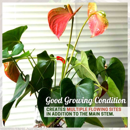 90 Degree Plant Bender for Low Stress Training