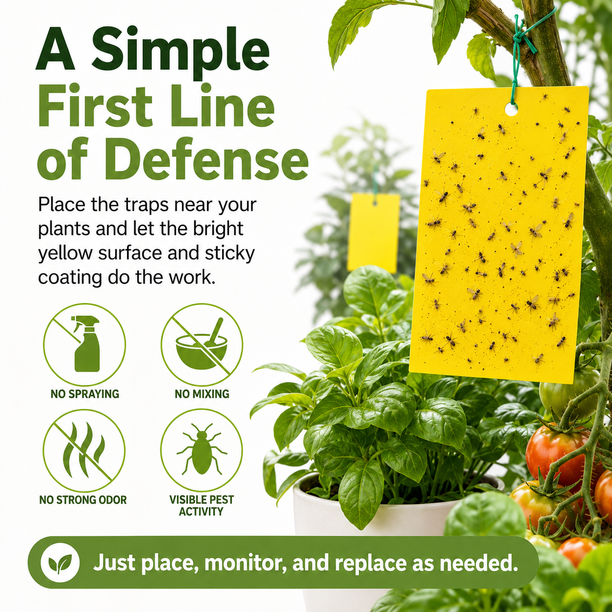 Dual Sided Yellow Sticky Traps for Flying Plant Insect Like Fungus Gnats,